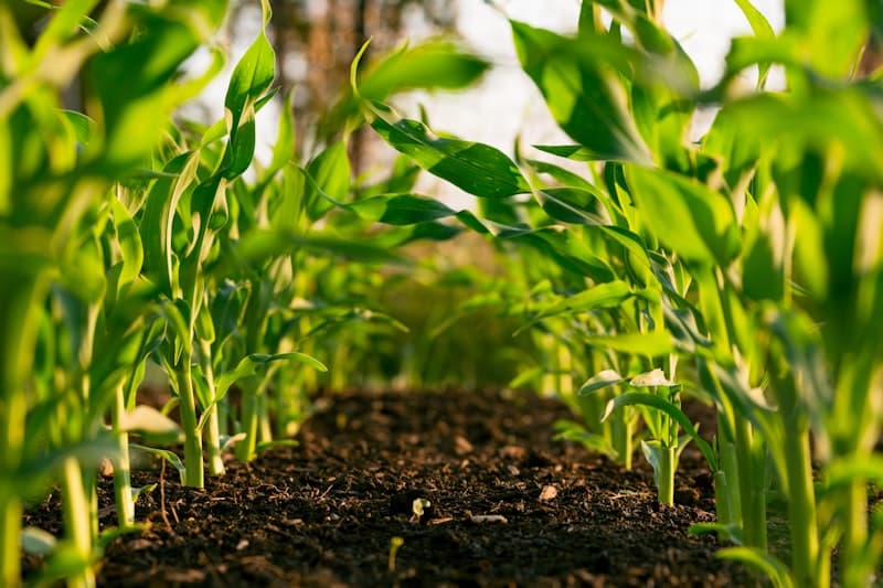 Field Crops