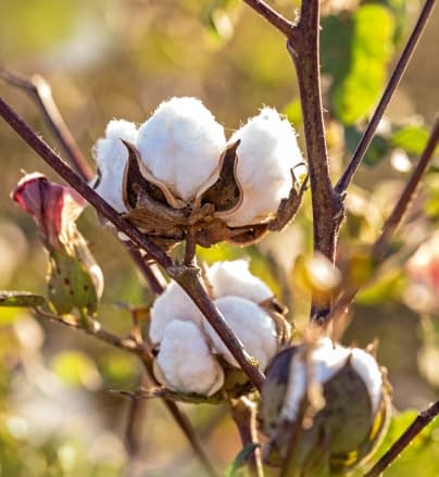 About Kohinoor Seeds